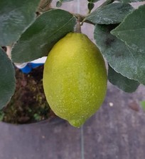 Citrus sphaerocarpa greffé