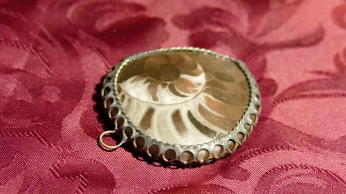 Collection mollusque fossile - collection,