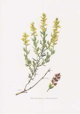 Genista Germanica - Impression