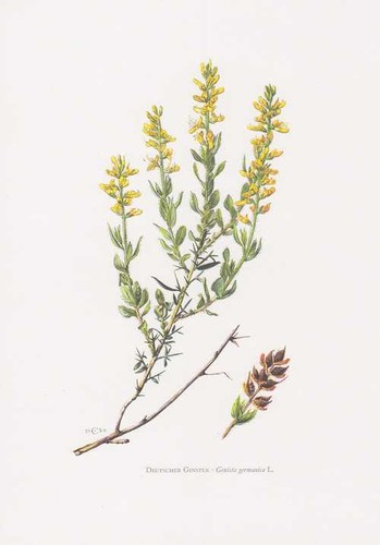 Genista germanica impression - genista,