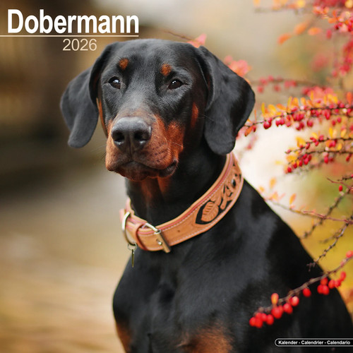 Calendrier 2026 doberman - calendrier,
