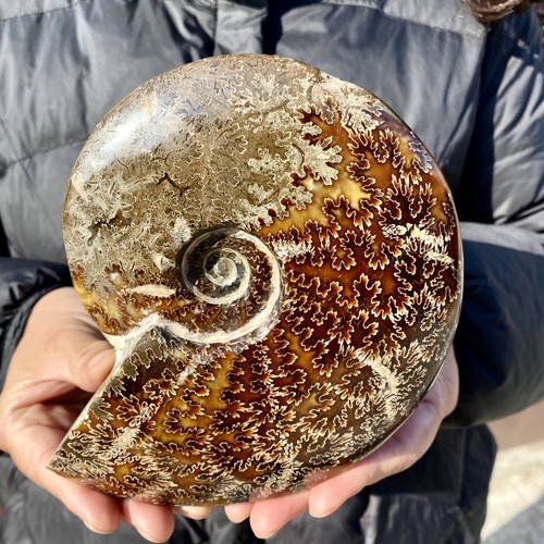 2lb rare natural tentacle - rare!,