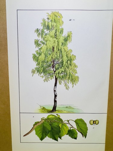 Affiche plantes anciennes - plantes,