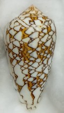 Conus (Cylinder) textile Polynésie Française Tahiti 65,8 mm N°1