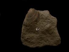 Bivalve de l'Albien : Lima