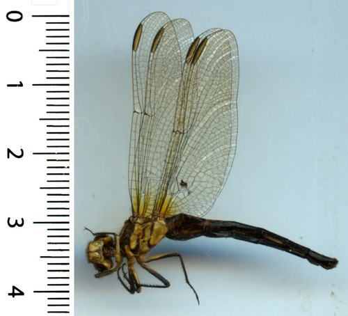 Odonata anisoptera - anisoptera,