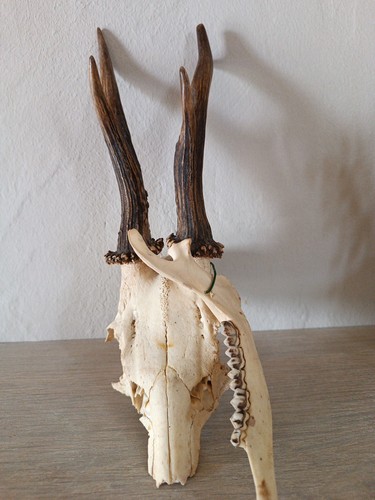 Trophee chasse massacre bois - trophee,