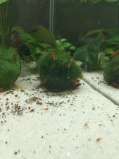 Crevettes Red Cherry