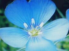 1000 Graines de Lin Brun / Engrais vert