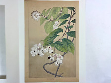 Estampe japonaise sur bois "CLERODENDRON" Rakuzan 1931 fleur vintage originale