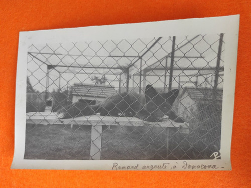 Photo renard argenté - renard, à