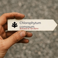 Chlorophytum comosum SEEDS -