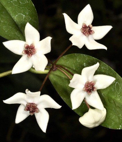 Hoya paziae plante cire - hoya, de