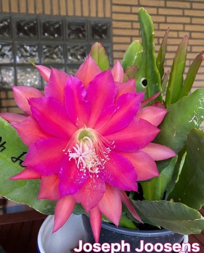Epiphyllum joseph joosens - epiphyllum,