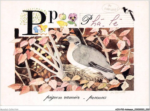Ajxp10 0990 animaux pigeon - ajxp10-0990,
