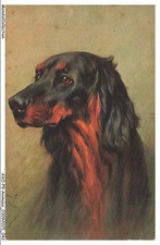 AXOP9-0936-ANIMAUX - Chien