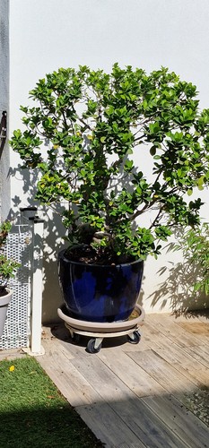 Grand bonsaï ficus - , 15ans