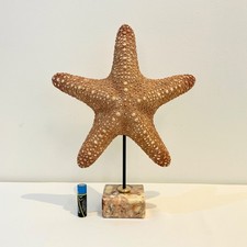 Grande étoile de mer tigre -