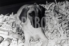 Photo De Presse Vintage Animaux Chien Dogue Allemand Années 90 Tirage 24x18 Cm
