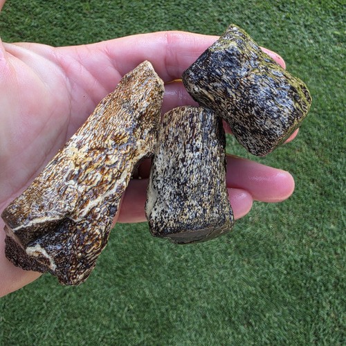 Partially digested mosasaur - digested,