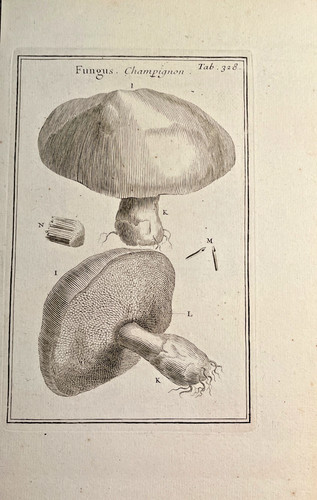 Gravure botanique pitton - botanique,