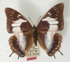 Charaxes turlini f. giselae femelle - Rwanda - 60 mm - paratype -