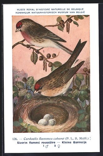 Carte postale birkenzeisige - carte,