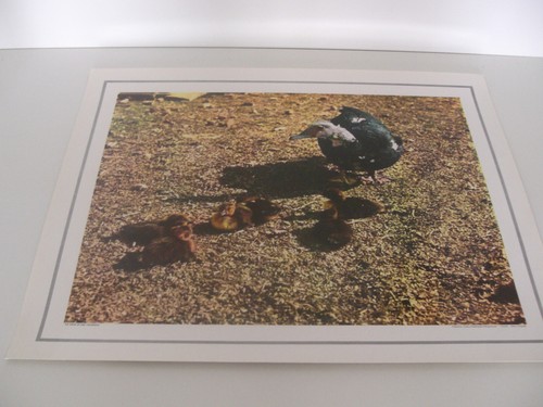 Ancienne planche affiche - ancienne,