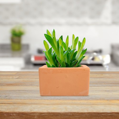Pcs pot jardin - pot,