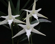 Angraecum sesquipedale
