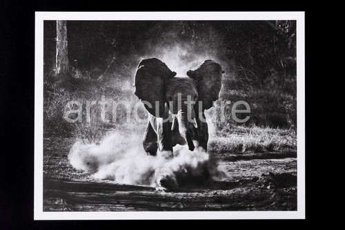 Sebastiao salgado genesis - sebastiao,