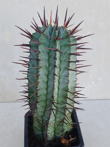 Euphorbia plante vivante - plante,