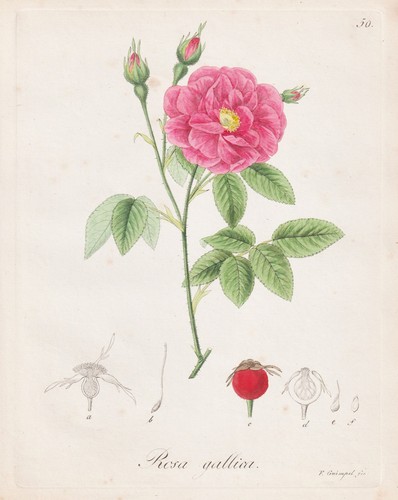 Pink gallica rose botanical - gallica,