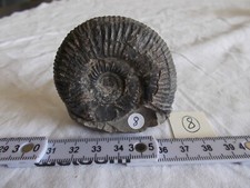 FOSSILE.AMMONITE NOIRE.VACHES