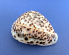 Cypraea Tigris blanche 98,3 mm Gem Madagascar " Belle et massive "