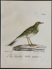 1830 - Pipit spioncelle -