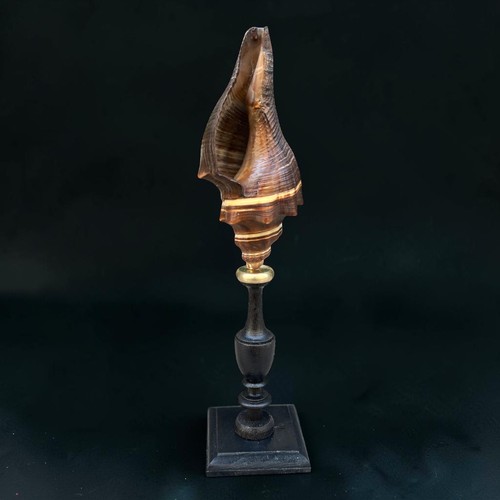 Ancien coquillage sur - , socle