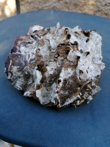 Huitre zig zag hyotissa - huitre, zig-zag