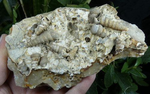 Silex turritelles fossile - silex,