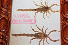 Scorpions Tunisien taxidermie ostéologie cabinet de curiosité Insecte