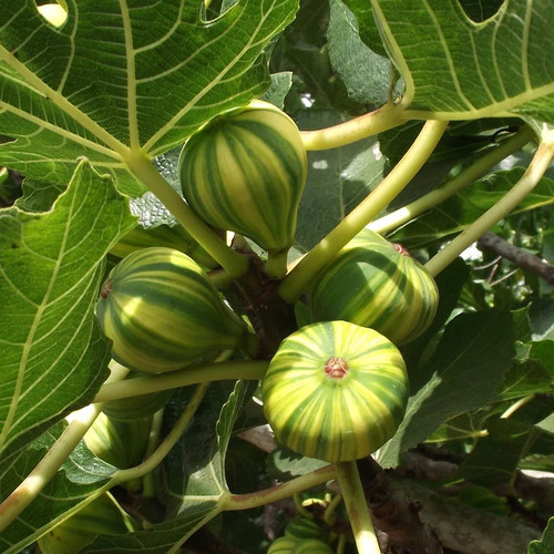 Ficus carica panachée - 'panachée',