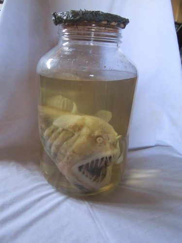 Taxidermie cabinet - taxidermie, de