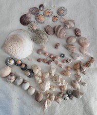 COLLECTION COQUILLAGES DIVERS