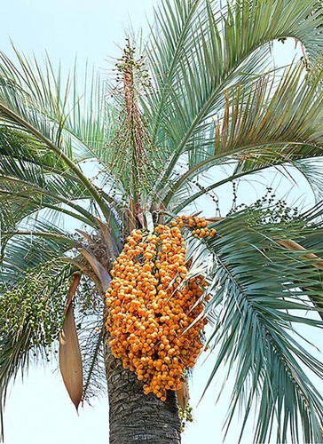 Jelly palm - jelly, palm)