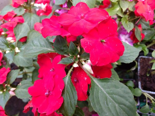 Impatiens goutte sang - goutte,