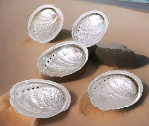 Coquilles ormeaux nacre - d'ormeaux,
