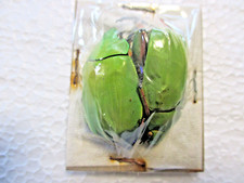 Entomologie  Rutelidae Chrysina macropus Couple Mexique