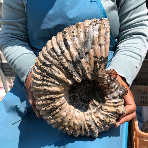 33lb natural ribbed - natural,