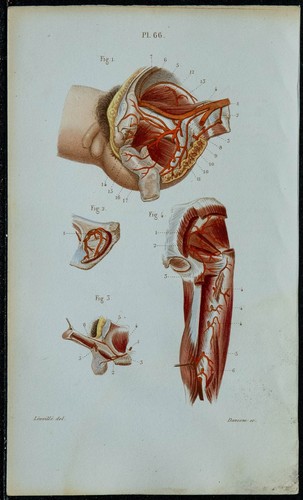 1852 planche anatomie - planche,
