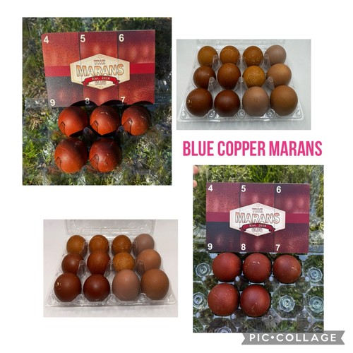 Blue copper marans fertile - blue,